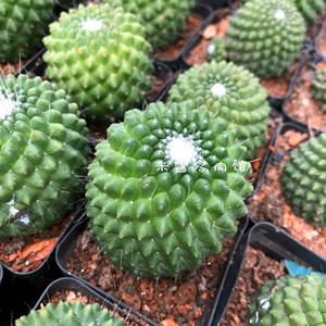 无刺白珠丸 自根仙人球 办公桌面防辐射绿植盆栽