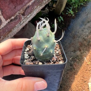 武藏野纸刺团扇仙人球软刺不扎手多肉植物仙人掌观赏小盆栽