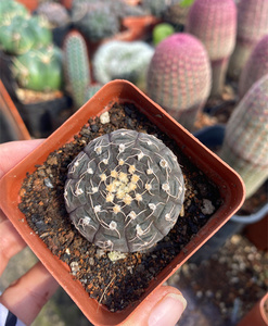 稀有实生拉根仙人球 进口裸萼球属趣味趴刺不扎手开花盆栽