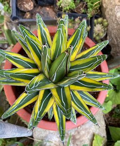 多肉植物 世之雪锦龙舌兰科客厅阳台防辐射摆设创艺花卉绿植盆栽