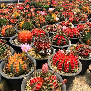 实生绯牡丹锦 精品开花仙人球防辐射多肉植物 一物一拍