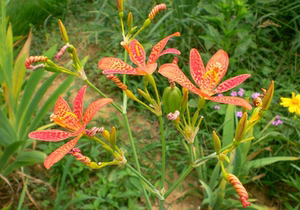 药用树苗射干花苗盆栽花卉绿植多年生蝴蝶花观赏植物易活中药材苗
