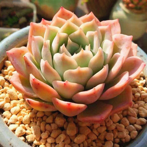 约瑟琳多肉植物莲花属盆栽肉肉办公室客厅阳台防辐射好养易活懒人