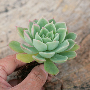 月亮仙子多肉植物新款盆栽露天绿植花卉新手懒人容易养活易爆盆