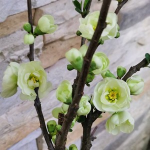 绿宝石海棠盆栽