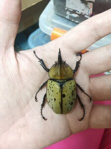 独角仙之家-美东白兜成虫一公两母繁殖组出售甲虫宠物昆虫活体