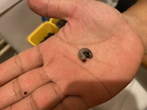 独角仙之家-南洋大兜虫ccc亚种幼虫1龄出售大甲虫宠物昆虫活体