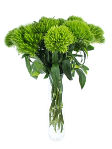 进口绿石竹鲜花绿毛球配花国产绿石竹家庭办公室婚庆高档插花配饰