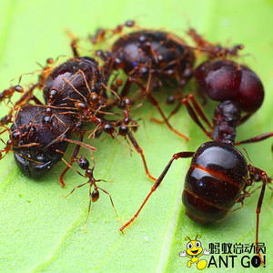 全异巨首蚁Pheidologeton diversus盲切叶蚁活体蚂蚁世界工坊科普