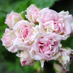 直立天竺葵白鼠天十厘米育苗袋苗  阳台花卉