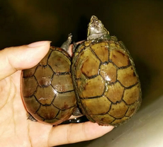 头盔蛋龟_头盔蛋龟【价格 图片】_淘宝网头盔蛋龟_淘宝网