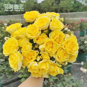 花莳园艺【黄金海岸】微型月季盆栽花苗阳台庭院花卉丰花月季花园