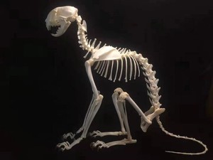 猫狐狸水貂全身骨骼真品模型宠物骨科器标本模型动物教学骨架骨头