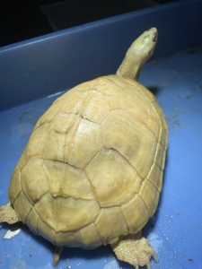 变异龟金银龟白化龟黄化高级金银龟手脚指甲尾巴齐全错甲肉色全白