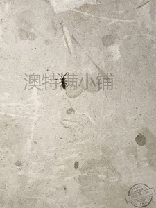 跳虫杀虫剂 灰泥甲虫 跳虫烟灰虫 尘虱 粉螨 书虱 黑色小虫