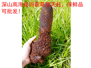 回春草野生锁阳