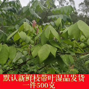 新鲜中草药杨桃叶 洋朵 洋萄 杨桃 五敛子 三敛 三廉子 酸甜杨桃