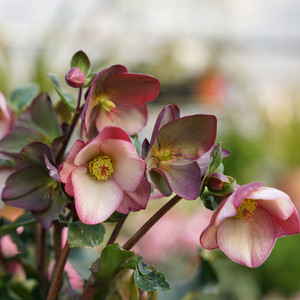 进口重瓣铁筷子花苗盆栽大苗带花圣诞玫瑰多年生宿根植物耐寒花卉
