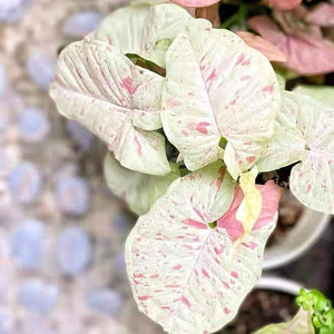 牛奶纸屑合果芋syngoniummilk 爬藤垂吊盆栽植物观叶耐阴桌面好养