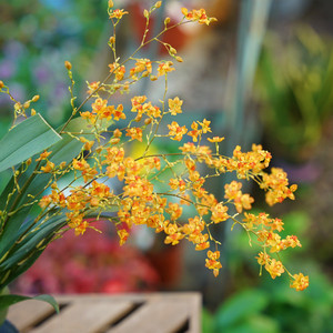 香水迷你文心兰盆栽蜜糖黄梦香室内植物兰花带花苞奶油香味跳舞花