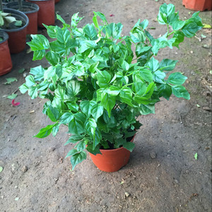 幸福树盆栽小四季青