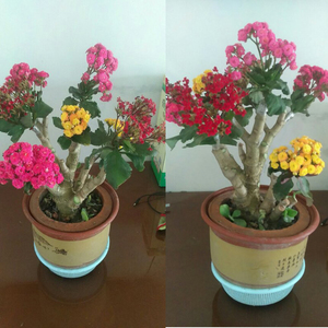 玉树嫁接长寿花老桩带花植物花卉盆栽室内紫色绿巴黎四季净化空气