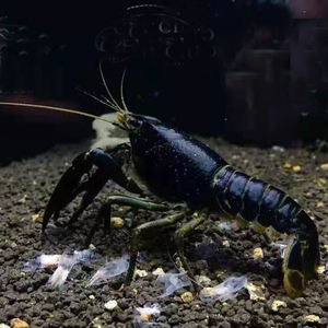 低调乔乔黑魂螯虾水族观赏虾高端观赏虾淡水虾宠物鳌虾