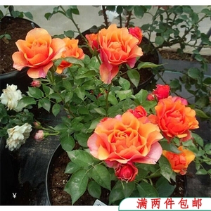 【水灵花园】艾帕索永远 大花微月月季  强香 盆栽植物