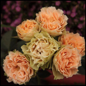 【水灵花园】古董蕾丝antique lace 荷兰微型月季玫瑰 波浪花边