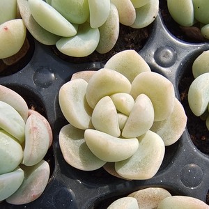 雪媚娘冰玉杂穴盘苗新品奶油色厚粉可出冰心暗纹多肉植物新手好养