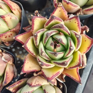 802人付款淘宝黑檀汁 美乌多肉植物 精选优质黄皮乌木 控养 状态好