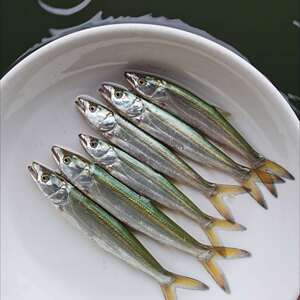 鳡鱼公分苗大头活体鱼苗水中老虎竿淡水河虎大口鱤 黄钻养殖顺丰.