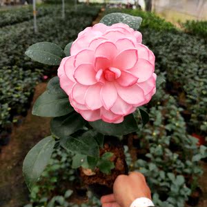 伊丽莎白织女茶花