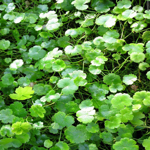 中药材野生六月雪 500克2斤包邮白马骨 满天星中草药安徽亳州药材店