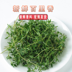 新鲜百里香