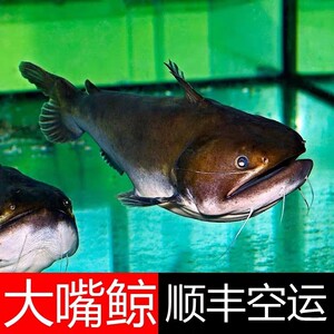 缤纷海族淘宝热卖活体海水鱼印尼白天线虾虎金剪刀金蛟剪大嘴林哥
