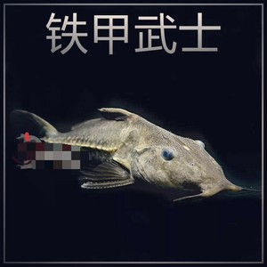 铁甲武士活体/艾尔温铁甲/普铁/长须铁甲武士/观赏鱼 大型鱼鲶鱼