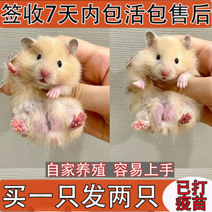 家养金丝熊仓鼠一对活物大体已打疫苗短毛幼崽小仓鼠母成年不咬人