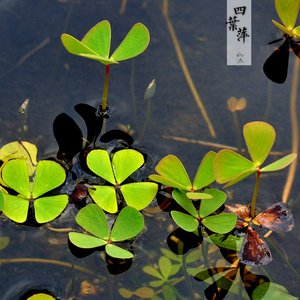 四叶草 四叶萍 田字草 水生植物组合盆栽素材 咖啡店 饮品店常用