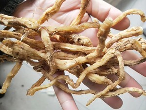 【深山竹】深山竹品牌,价格 - 阿里巴巴