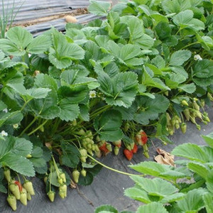 四季结果草梅苗牛奶大苗大棚草莓苗草莓秧盆栽阳台田地庭院种植苗