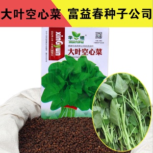 散装柳叶空心菜种子 小叶蕹菜竹叶空心菜 种子 大叶空心菜籽