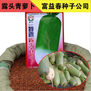 露头青萝卜种子 蔬菜种子大萝卜种子 露天大棚基地不糠心绿瓤甜脆
