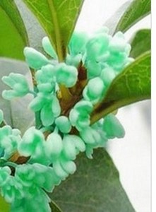 新品种桂花苗 粉桂花 蓝桂花苗 桂花树苗 盆栽 桂花小苗盆栽