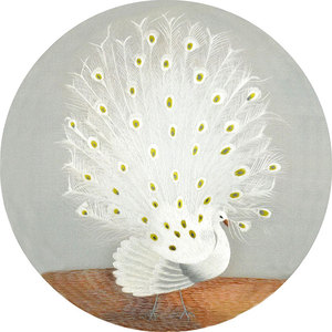 包邮苏绣刺绣纯手工自绣diy初学套件材料包白孔雀客厅挂画送教程