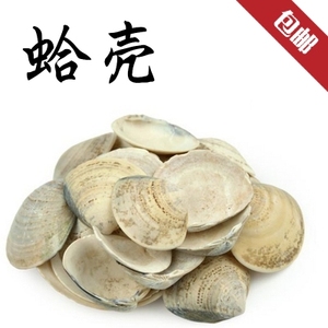 满5斤包邮 蛤壳 海蛤壳 文蛤 可打粉 中药材 500克 包邮