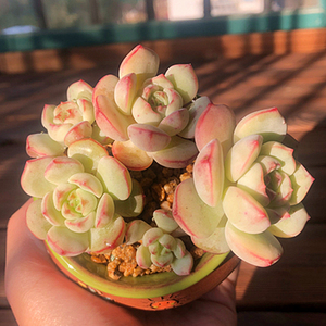 云南直发 香草 多肉植物多头群生 布朗先生的古董店 肉肉一物一拍