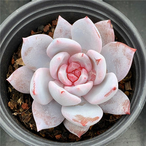 云南多肉 嫦娥 多肉植物布朗先生的古董店青橙园艺趣味 一物一拍