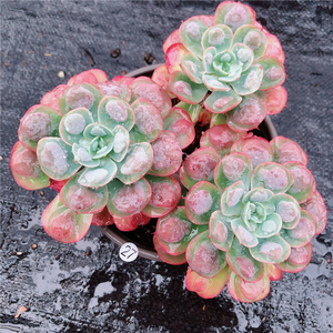 云南多肉 雨滴 多肉植物布朗先生的古董店青橙园艺趣味 一物一拍