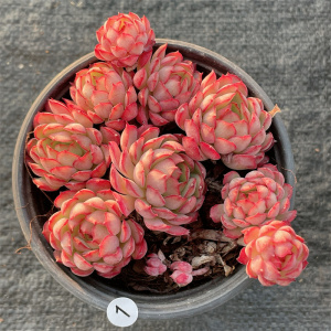 云南多肉梦幻玫瑰多肉植物布朗先生的多肉店青橙园艺阳台一物一拍